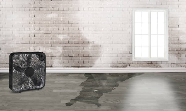 Best 24/7 water damage repair  in Falmouth, VA
